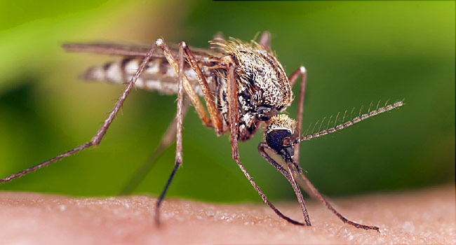 DETER MOSQUITOES With This HACK